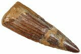 Fossil Spinosaurus Tooth - Nice Tip #372929-1